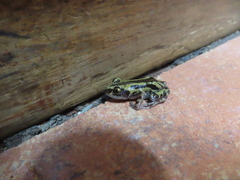 Kassina senegalensis