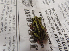 Kassina senegalensis