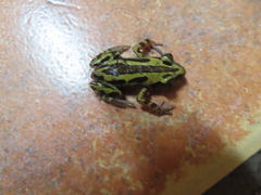 Kassina senegalensis