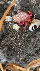 Coenobita perlatus