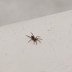 Gnaphosidae