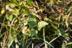 Betula dauurica