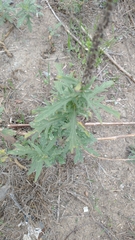 Ambrosia psilostachya