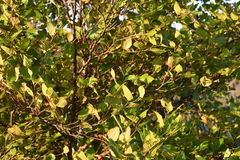 Betula dauurica