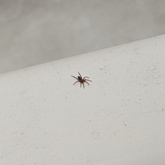 Gnaphosidae