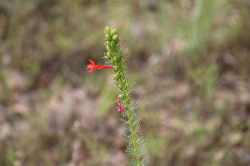 Ipomopsis rubra