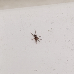 Gnaphosidae