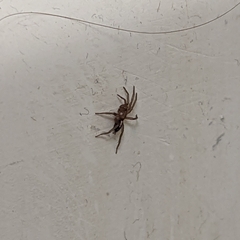 Gnaphosidae