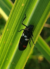 Callitettix versicolor