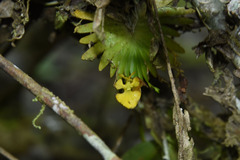 Erycina pumilio