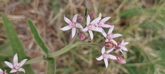 Oxypetalum solanoides