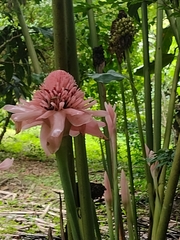 Zingiberaceae