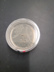 Penicillium