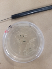 Penicillium