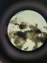 Penicillium