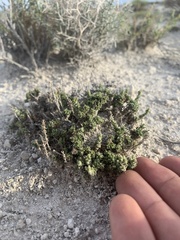 Artemisia pygmaea