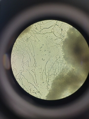 Penicillium