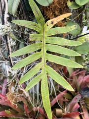 Polypodioideae
