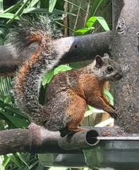 Sciurus
