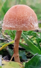 Tubaria furfuracea
