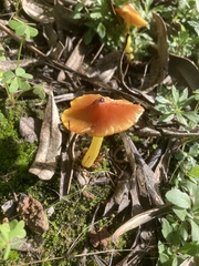 Hygrocybe acutoconica