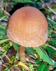 Tubaria furfuracea