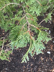 Cupressaceae