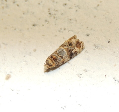 Lobesia botrana