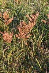 Pteridium latiusculum japonicum