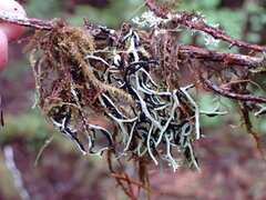 Hypogymnia duplicata