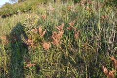 Pteridium latiusculum japonicum