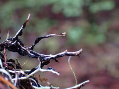 Hypogymnia duplicata