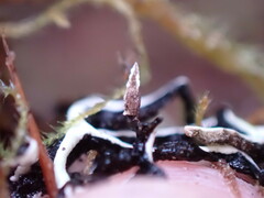 Hypogymnia duplicata