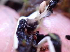 Hypogymnia duplicata