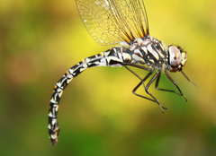 Gomphaeschna furcillata