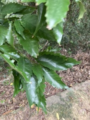 Castanopsis formosana