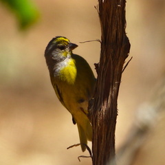 Serinus canicollis