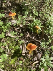 Hygrocybe acutoconica