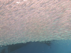Atheriniformes