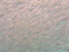 Atheriniformes