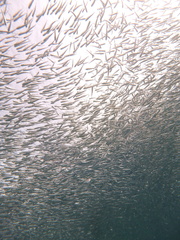 Atheriniformes