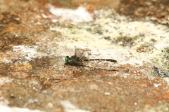 Stylogomphus albistylus