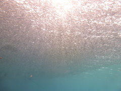 Atheriniformes