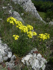Erysimum pseudorhaeticum