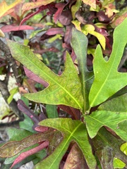 Quercus nigra