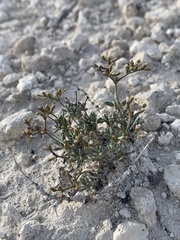 Eriogonum microtheca simpsonii