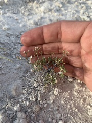 Eriogonum microtheca simpsonii