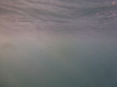 Tylosurus crocodilus