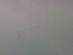 Tylosurus crocodilus