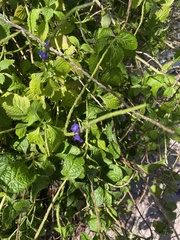 Stachytarpheta cayennensis